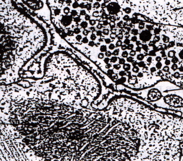jonction neuromusculaire